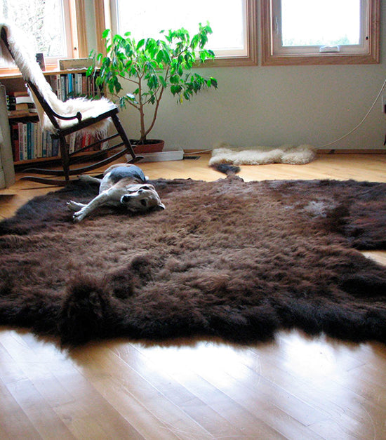 Real Hide Rug Bison Hair-On Hide Rug | Natural Shape – First Grade | Extra-Large 8' x 7'